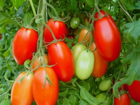 Tomato untuk kawasan terbuka untuk rantau Moscow tanpa penggembala