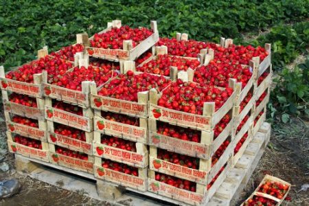 Plocka jordgubbar på gården till dem. Lenin 2016