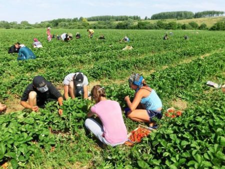 Picking strawberries at the farm to them. Lenin 2016