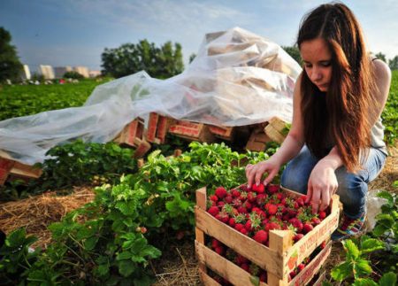 Cueillette des fraises à la ferme pour eux. Lénine
