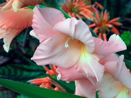 gyönyörű gladioli a kertben