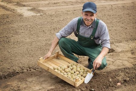 planter les pommes de terre correctement