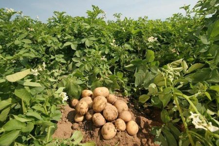 méthodes de plantation de pommes de terre