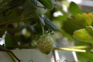 Inlagda jordgubbar