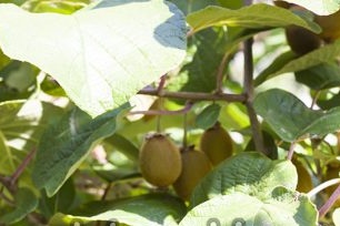 Thuis het kweken van kiwi van zaden