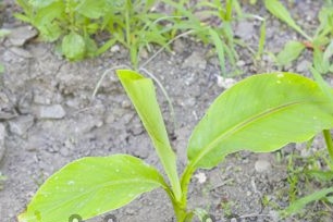 Features of growing bananas at home