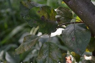 Enfermedades del manzano: descripción con fotos