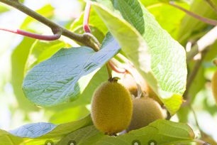 How to grow kiwi at home detailed description