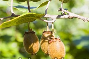 How to grow kiwi from seeds at home, photo