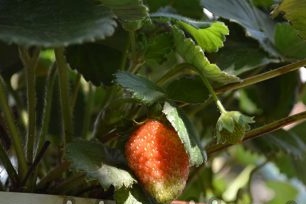 Soins aux fraises en pot