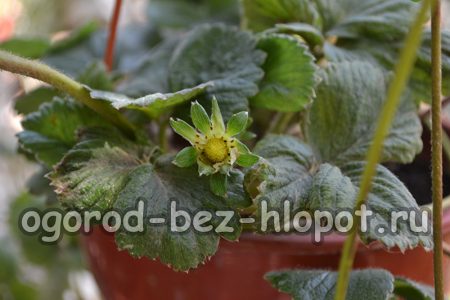 Growing strawberries in pots in the country