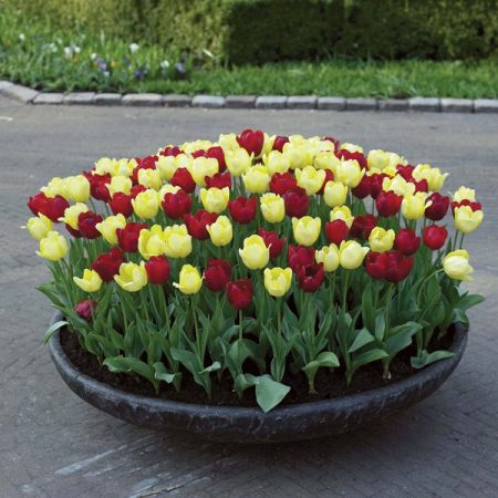 Amikor virágzás után ásnak ki tulipánokat és mikor ültetnek