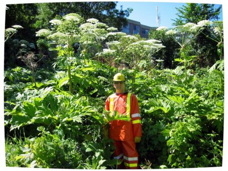How to deal with hogweed in the country