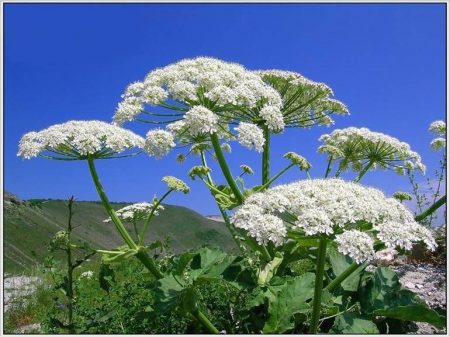 How to deal with hogweed in a summer cottage