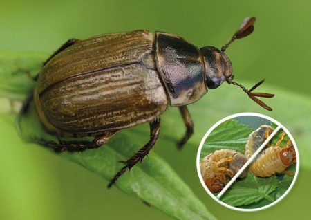 Hoe om te gaan met Maybug-larven in de tuin