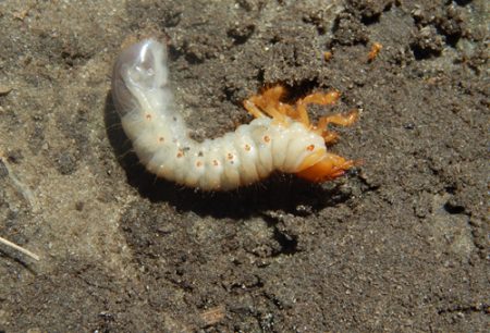 Ako sa vysporiadať s larvami Maybug sami?