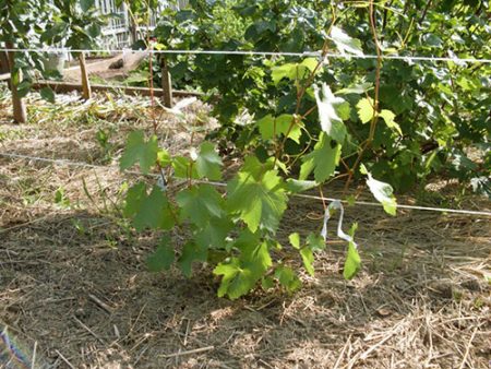 How to care for grapes in the spring, so that there is a good harvest