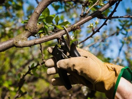 Jak se starat o třešně na jaře, aby byla dobrá sklizeň