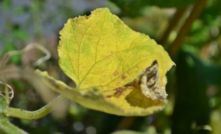 Varför gurka lämnar gula i ett växthus och kontrollmetoder