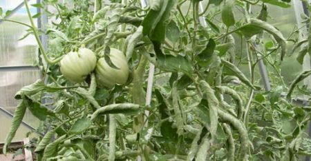 Prečo paradajka listy stočiť, čo robiť