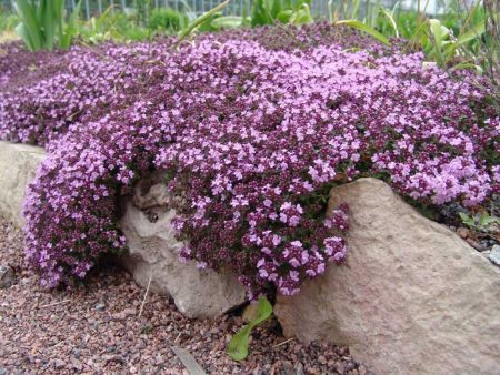 Thyme - soil cultivation in the suburbs