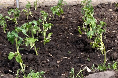 Plantar tomates en campo abierto