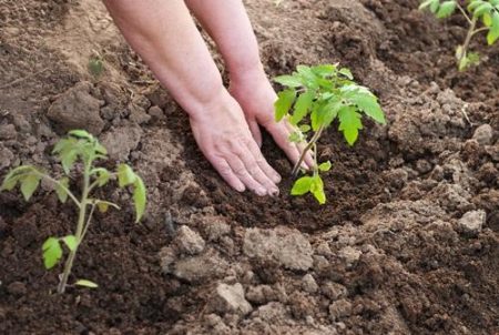 Hogyan műtrágyázhatjuk a paradicsomot a talajba ültetés után?
