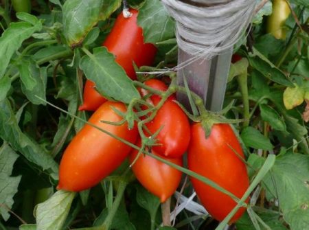 ulasan foto tanaman tomato koenigsberg