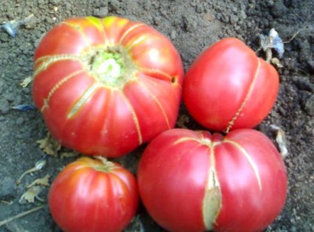 Tomato grandmother's secret of his cultivation and reviews about him