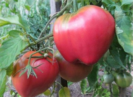Pops opsianie variétés et caractéristiques tomate