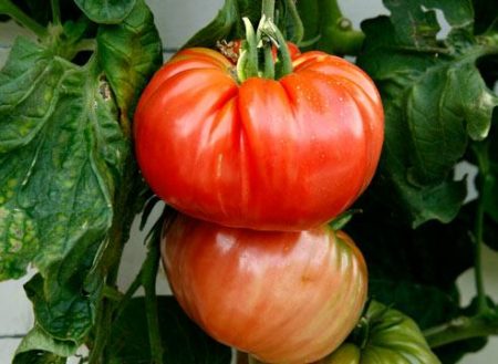 tomato budenovka