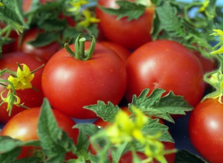 Recenzie paradajok z giny, ktorí zasadili