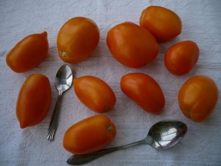 ulasan produktiviti tomato koenigsberg