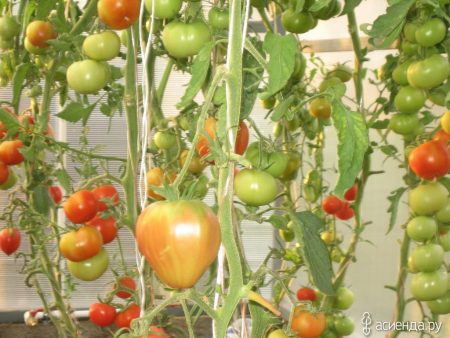 pelirroja de tomate