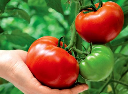 Krasnobay-tomaat beoordeelt productiviteitsfoto