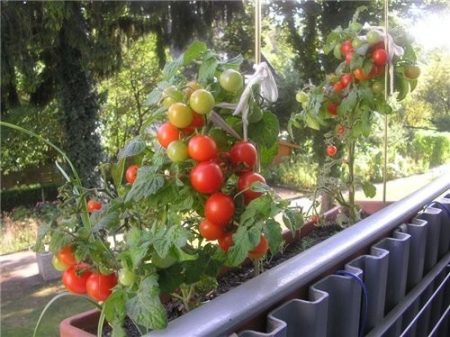 rajčatová sanka na parapetu