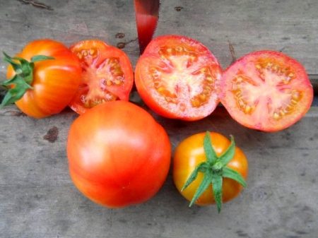 Tomatensanka rijp