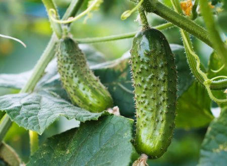Bagged Cucumbers: Growing