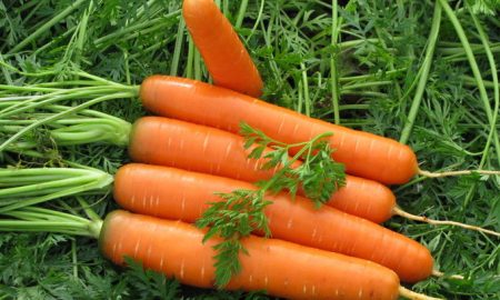 When to remove carrots from the garden
