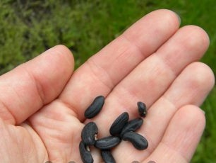 Wigna beans for growing