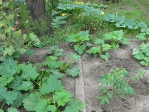 zucchini in the garden with black soil