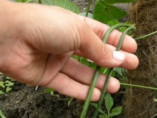 Hur man odlar vegetabilisk whig (kinesiska bönor)