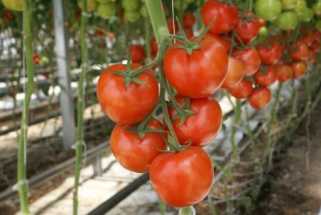זרעי עגבניות: הזנים היצרניים ביותר לשנת 2017