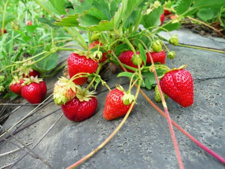 Strawberry planting in the fall: how to