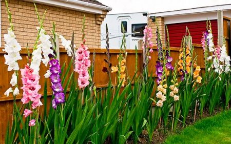 When to dig out gladioli and store