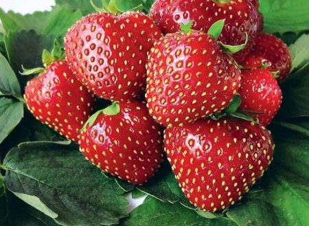 Strawberry Zenga Zengana: descrierea soiului, fotografie, recenzii
