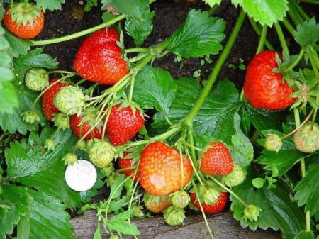 Strawberry planting in the fall: how