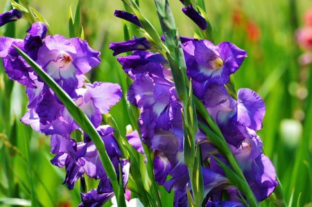 When to dig out gladioli and how to store them