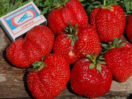 Strawberry Gigantella: popis odrůdy, fotografie, recenze