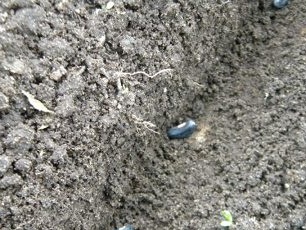 Spread the beans in the furrow at a distance of 7-10 cm from each other